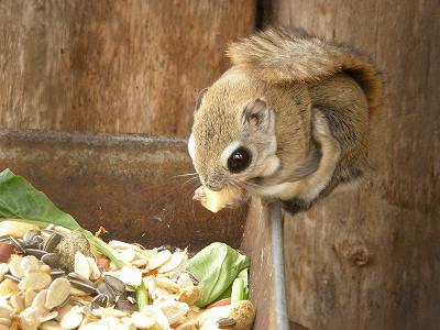 写真：餌を食べているエゾモモンガ