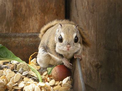 写真：カメラの方を向いたエゾモモンガ