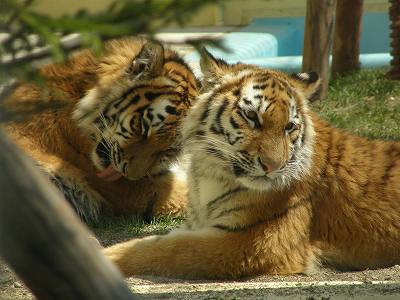 写真：5月5日のタイガとココア