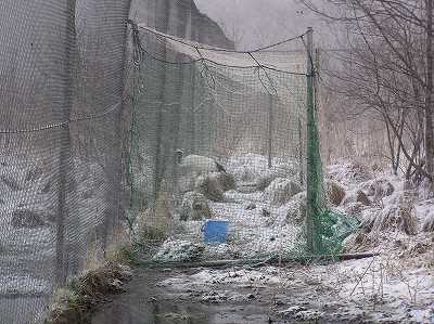 写真：簡易捕獲