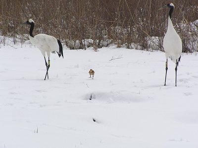 写真：タンチョウの親子