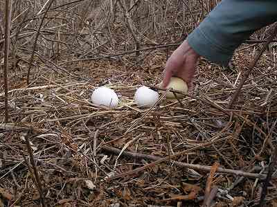 写真：本物のタンチョウの卵と偽物のタンチョウの卵