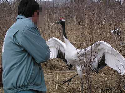 写真：タンチョウと対峙している様子