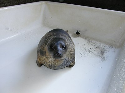 写真：本日のワモンアザラシ