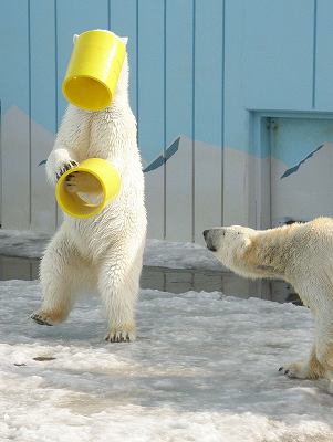 写真：おもちゃで遊ぶクルミ