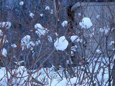 写真：雪の花