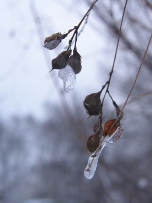 写真：氷の実がついた草