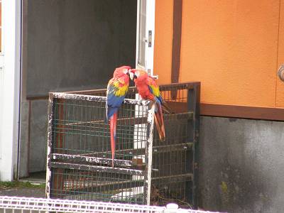 写真：アカコンゴウインコ