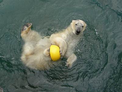 写真：ホッキョクグマのクルミ