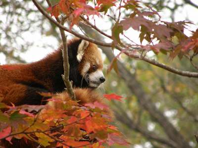 写真：レッサーパンダのコウアイと紅葉