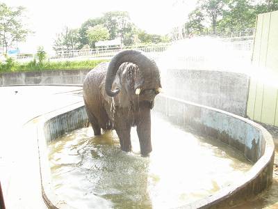 写真：水浴びをするアフリカゾウのナナ