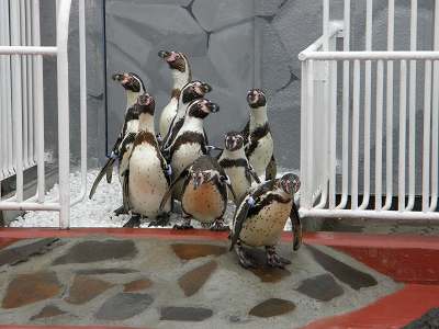 写真：初めて釧路市動物園のプールへ出るフンボルトペンギンたち