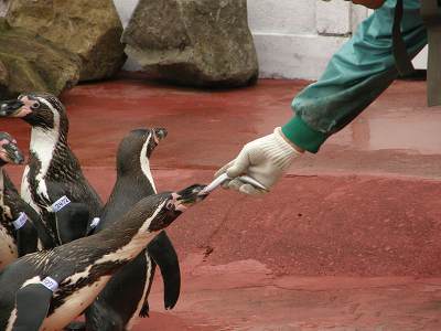 写真：手渡しでエサを受け取るフンボルトペンギン