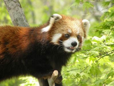 写真：レッサーパンダの光愛（コウアイ）