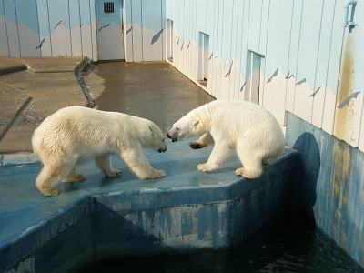 写真：ホッキョクグマのクルミとツヨシ