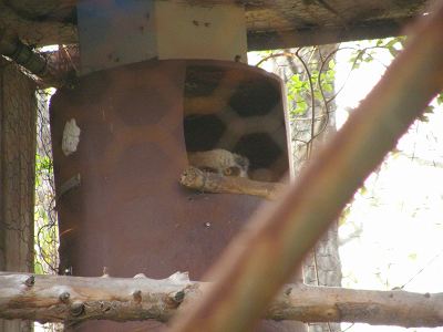 写真：巣箱から外を見ているシマフクロウのヒナ