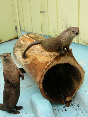 写真：カナダカワウソと樹胴