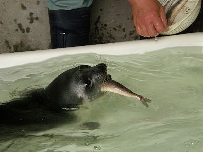 写真：最近のクラカケアザラシ