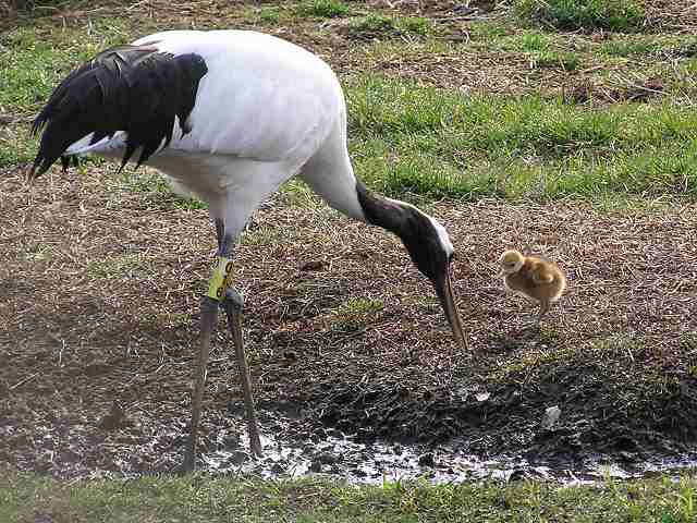 写真：タンチョウの「ドウサン」とヒナ