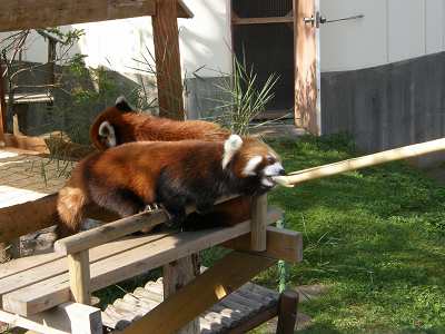 写真：レッサーパンダ