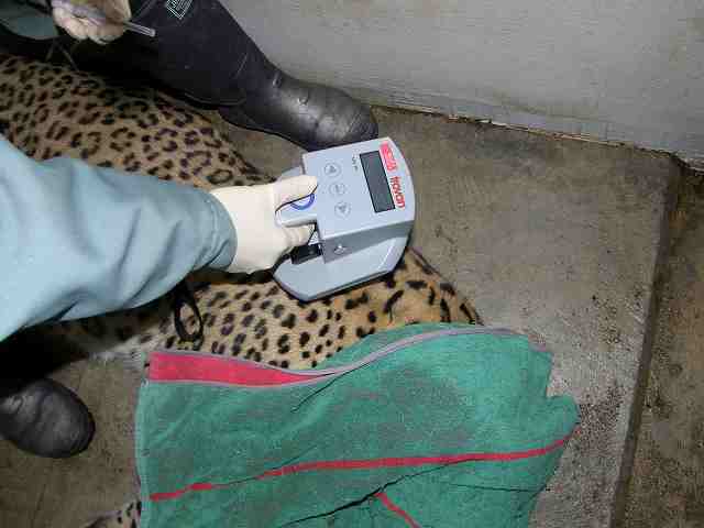 写真：ペルシャヒョウに埋め込んだマイクロチップの動作確認中の様子