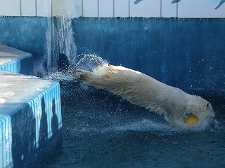 写真：ホッキョクグマのクルミ1