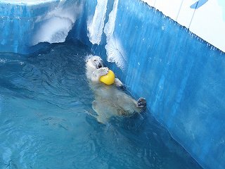 写真：ホッキョクグマのクルミ2