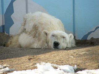 写真：クルミのお母さん「コロ」