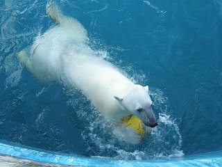 写真：浮き玉で遊ぶホッキョクグマのツヨシ