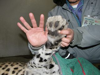 写真：ヒョウと担当者の手