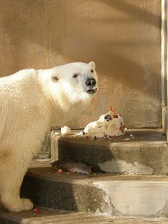 写真：ケーキを半分以上食べ終わったツヨシ