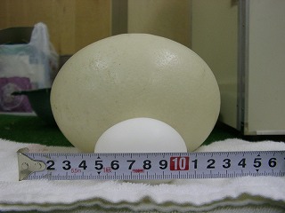 写真：ダチョウの卵とニワトリの卵