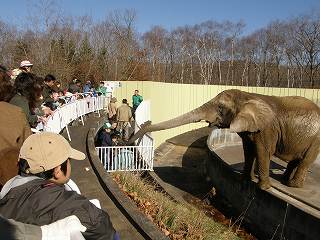写真：アフリカゾウのナナにエサをあげる様子