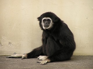 写真：シロテテナガザル