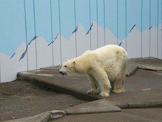 写真：ホッキョクグマのコロ