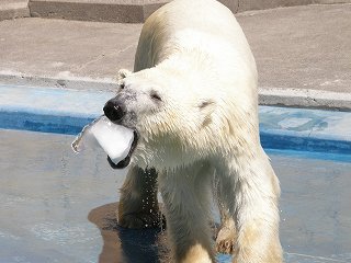 写真：ホッキョクグマのツヨシ