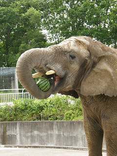 写真：ナナがスイカを食べるところ