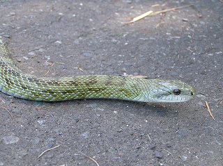 写真：園内に出てくるヘビのアオダイショウ