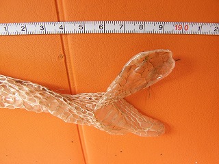 ヘビのアオダイショウ　抜け殻の拡大写真