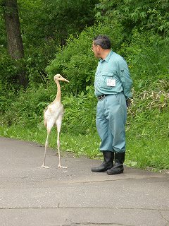 写真：保護されたタンチョウとお散歩をしています