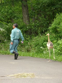 写真：保護されたタンチョウのお散歩が終わりです