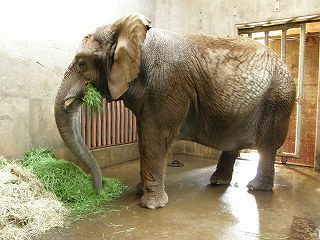 写真：青草を食べるアフリカゾウのナナ