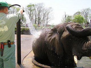 写真：水浴びをするアフリカゾウのナナ