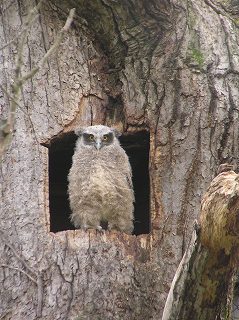 写真：2007年産シマフクロウがまもなく巣立ちのため巣の入り口に立っている様子
