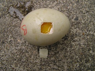 写真：卵に穴をあけて開いた様子