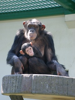 写真：チンパンジー親子