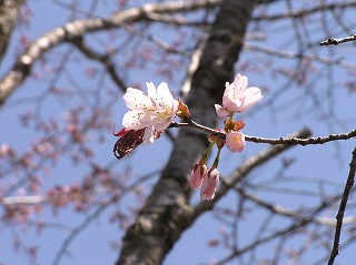 写真：園内のエゾヤマザクラ1