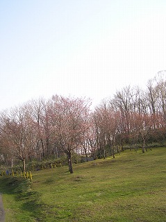写真：園内のエゾヤマザクラ2