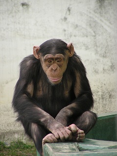 写真：座っているチンパンジーのポリー