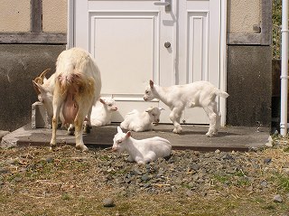 写真：2007年に生まれたヤギのこども